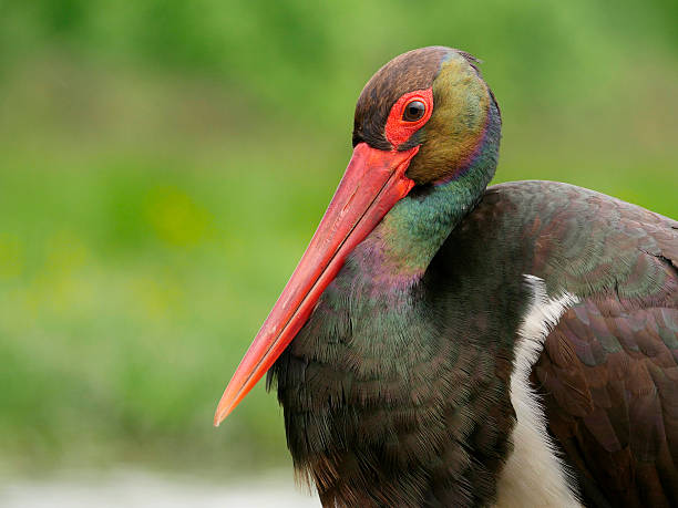 istock Black stork, Ciconia nigra 540377416