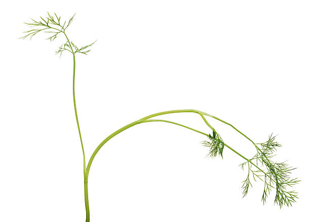 istock isolated green dill branch 540377560