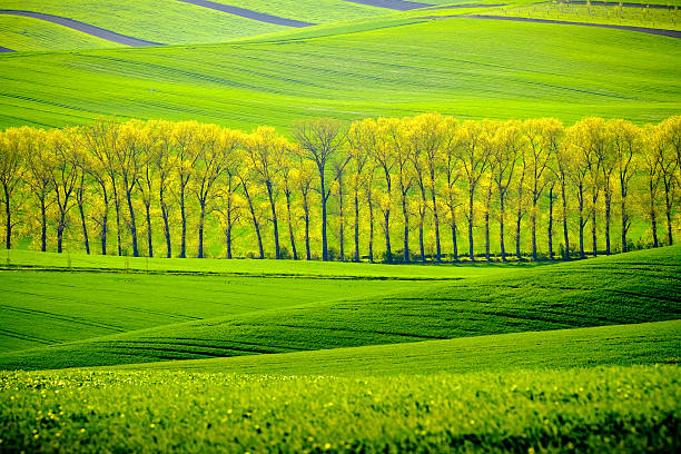 istock Green wavy hills in South Moravia 540377980