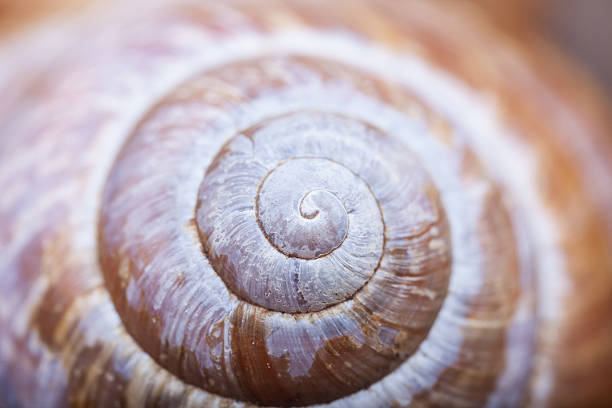 istock abstruct shape of natural spiral shell closeup 540377990