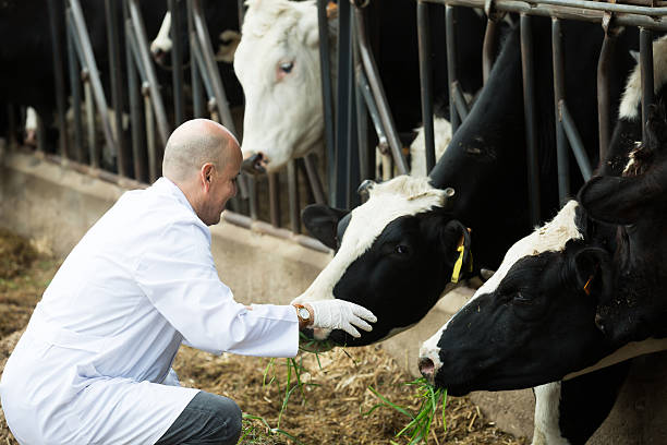 istock Veterinarian with cows in livestock farm 540378052