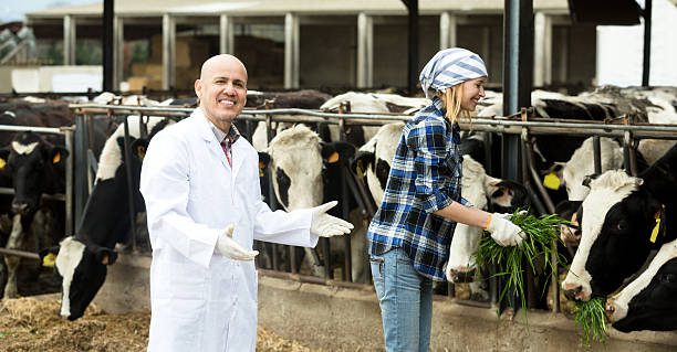 istock Couple of vets working with milky cows 540378140