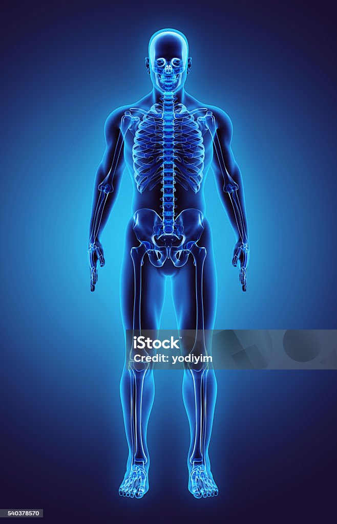 3D illustration Part of Human Skeleton, medical concept. 3D illustration - Part of Human Skeleton. The Human Body Stock Photo