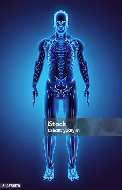 3d Illustration Part Of Human Skeleton Medical Concept Stock Photo - Download Image Now