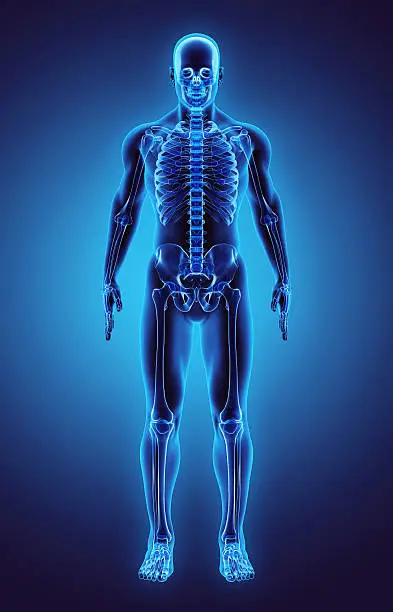 Photo of 3D illustration Part of Human Skeleton, medical concept.