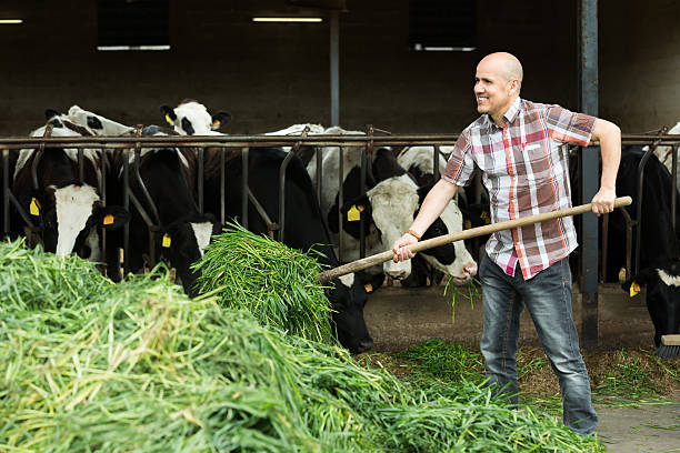 Farmer feeding cows with grass in farm