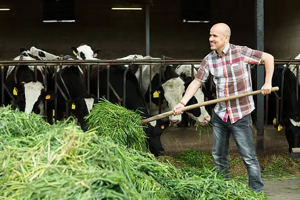Mature farmer preparing grass for feeding cows in farm