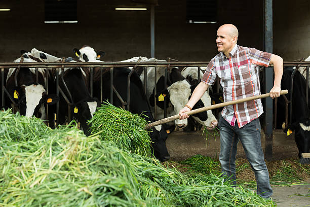 rolnik żywienie krów w gospodarstwie z trawy - rick zdjęcia i obrazy z banku zdjęć