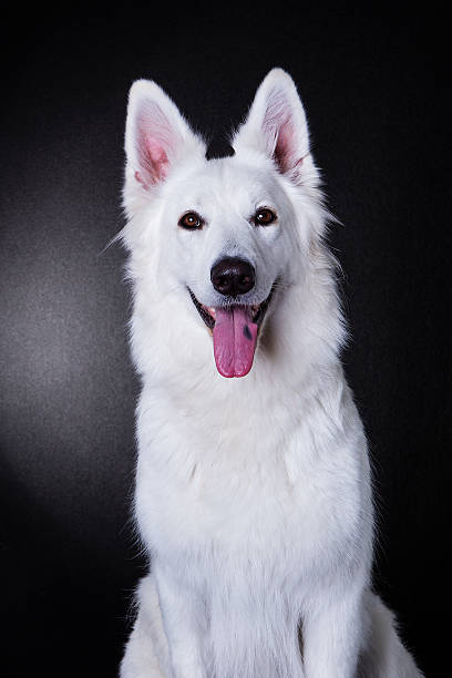 istock white dog portrait 540379388