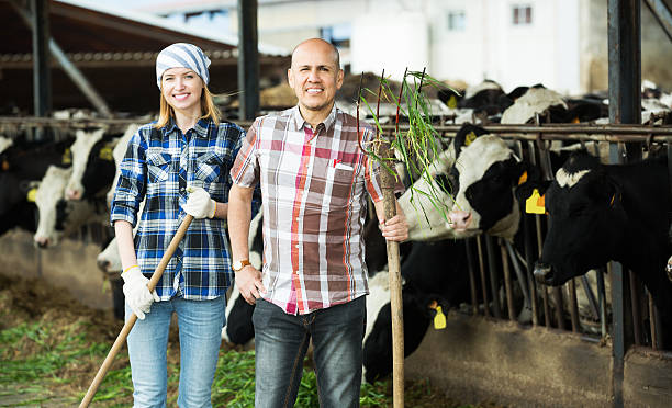 mitarbeiter arbeiten in tierhaltung, barn - rick stock-fotos und bilder