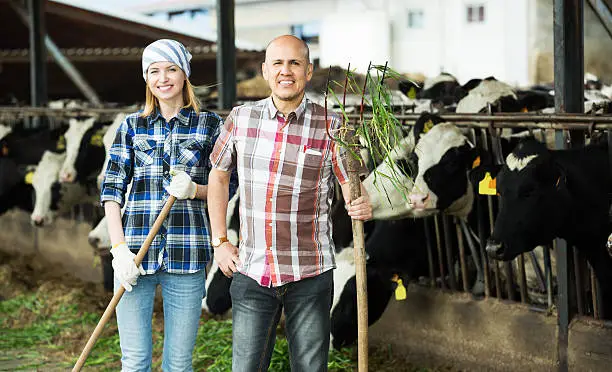 Happy adult farm employees with pitchforks working in livestock barn