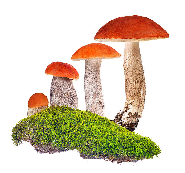 istock four orange-cap boletus in green moss isolated on white 540380022