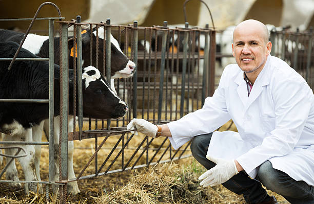 istock Employee nursing cattle in cowhouse 540380218