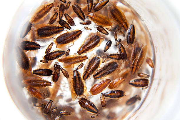 Group of German cockroaches of different ages. Background Group of German cockroaches of different ages. Beautiful dead cockroaches pattern background on white. Roaches of different development stages cockroach photos stock pictures, royalty-free photos & images