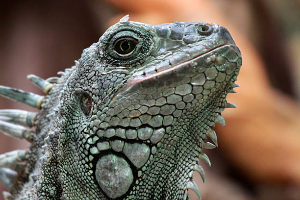 istock Iguana is a genus of omnivorous lizards 540381628