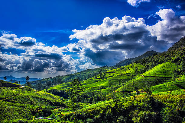 teeplantage landschaft mit himmel - nuwara eliya stock-fotos und bilder