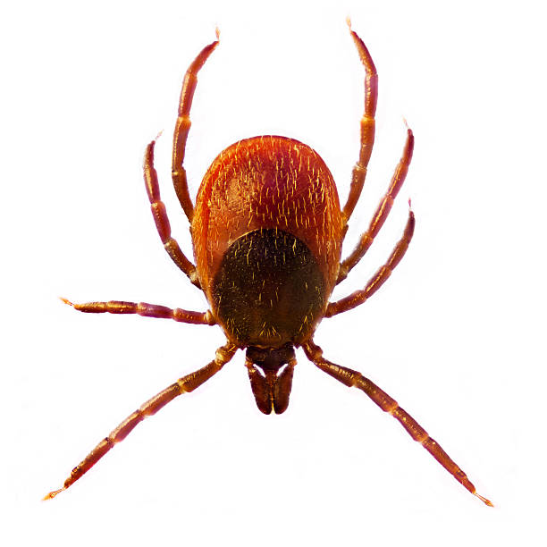 Microphoto of a Tick Ixodes Ricinus stock photo