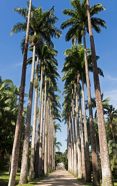 istock Royal Palm Trees at Botanical Garden in Rio de Janeiro 540383592