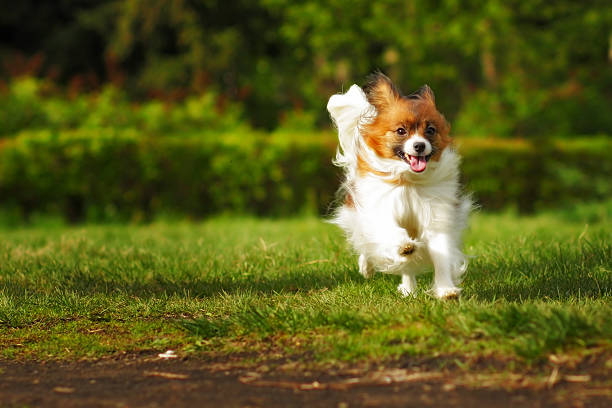 istock Papillon is a happy dog runs 540383606