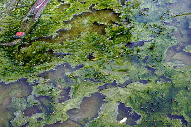istock stagnant water that potential breeding ground for mosquito. 540383974