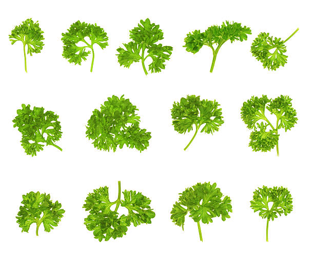 istock collection of parsley 540384612
