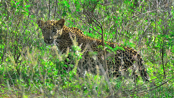 istock Leopard in Yala Nationalpark Sri Lanka / Asia 540384754