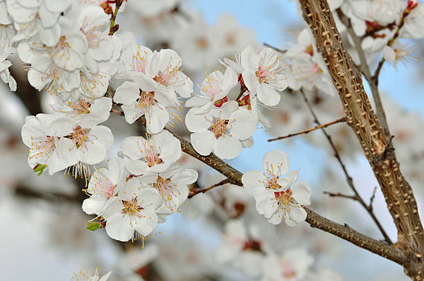 istock Spring flowering apricot branch fruit tree. Apricot tree. 540384764