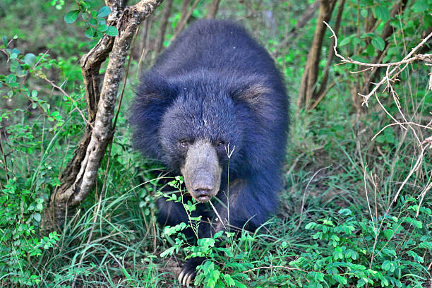 Faultier Ohr in Yala province-Sri Lanka/Asien – Foto