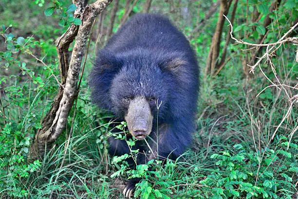 Sloth bear in Yala Nationalpark Sri Lanka / Asia. The sloth bear (Melursus ursinus), also known as the labiated bear, is a nocturnal insectivorous bear species found wild within the Indian Subcontinent. The sloth bear evolved from ancestral brown bears during the Pleistocene and shares features found in insect-eating mammals through convergent evolution. The population isolated in Sri Lanka is considered a subspecies. Unlike brown and black bears, sloth bears have lankier builds, long, shaggy coats that form a mane around the face, long, sickle-shaped claws, and a specially adapted lower lip and palate used for sucking insects. Sloth bears breed during spring and early summer and give birth near the beginning of winter. They feed on termites, honeybee colonies, and fruits. Sloth bears sometimes attack humans who encroach on their territories. Historically, humans have drastically reduced their habitat and diminished their population by hunting them for food and products such as their bacula and claws. These bears have been used as performing pets due to their tameable nature. The species is listed as Vulnerable by the IUCN due to habitat loss and poaching.Situated in Sri Lanka’s south-east hugging the panoramic Indian Ocean, Yala was designated a wildlife sanctuary in 1900 and was designated a national park in 1938. Ironically, the park was initially used as a hunting ground for the elite under British rule. Yala is home to 44 varieties of mammal and 215 bird species. Among its more famous residents are the world’s biggest concentration of leopards.