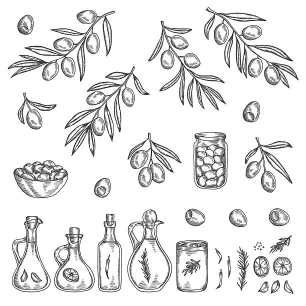 ilustraciones, imágenes clip art, dibujos animados e iconos de stock de conjunto de dibujado a mano gráfico de oliva. ilustración de vectores. - cooking mediterranean illustrations