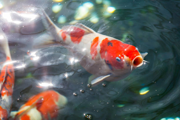 istock Carp fish in pond on sunshine 540386624