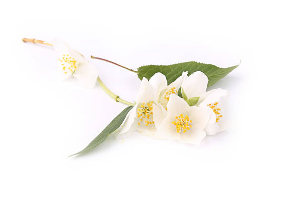 istock branch with jasmine flowers isolated on white background 540386694
