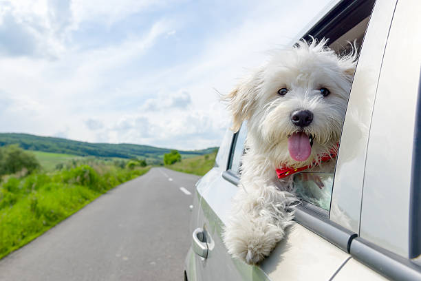 Bichon Frise Looking out of car window Bichon Frise Looking out of car window, traveling lap dog photos stock pictures, royalty-free photos & images