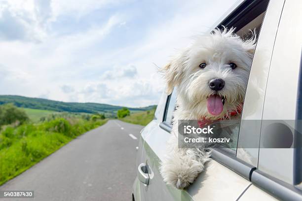 Bichon Frise Looking Out Of Car Window Stock Photo - Download Image Now - Dog, Car, Window