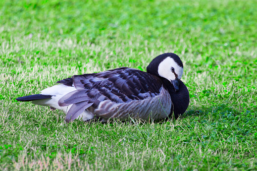 Amenities Barnacle Goose