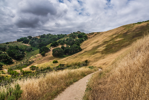 Rolling hills with Coastal Live Oak trees along a hiking trail in the Fort Ord National Monument, in Monterey County of central California, the 