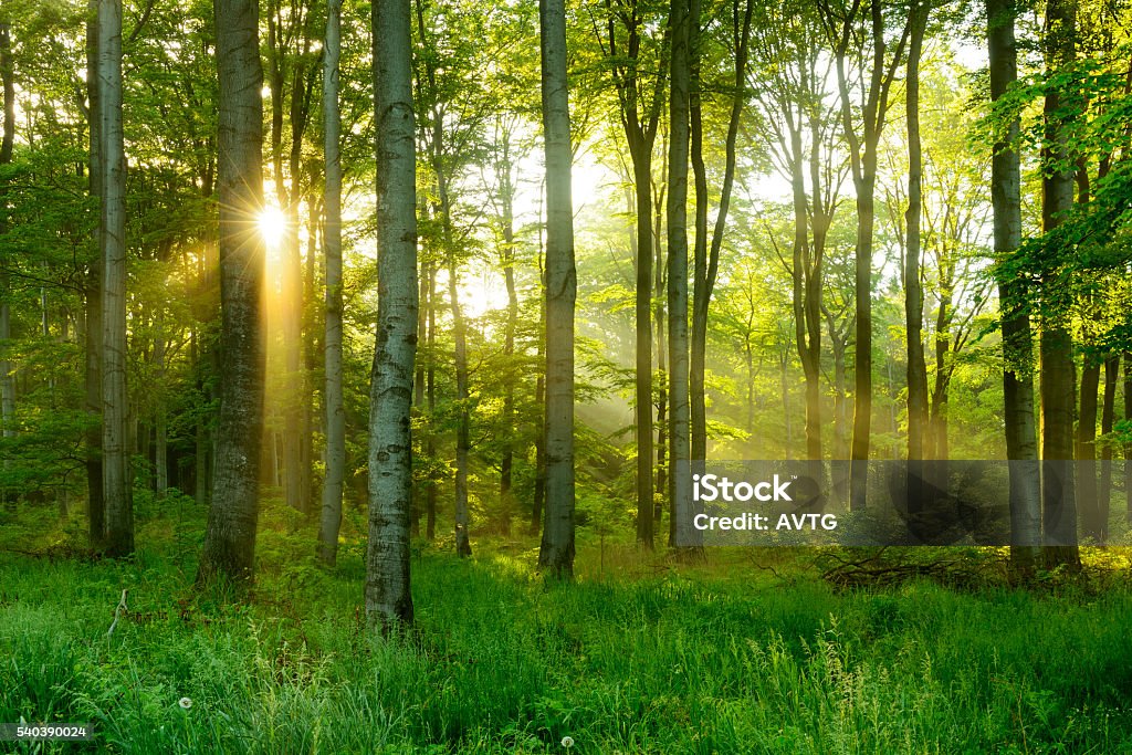 Árbol de haya Natural verde iluminado Sunbeams a través del bosque de niebla - Foto de stock de Bosque libre de derechos