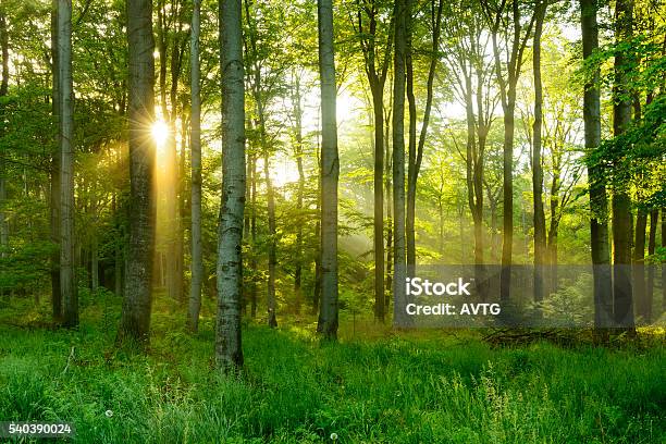 Árbol De Haya Natural Verde Iluminado Sunbeams A Través Del Bosque De Niebla Foto de stock y más banco de imágenes de Bosque