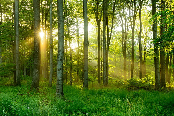 green natural beech tree forest illuminated by sunbeams through fog - forest stockfoto's en -beelden