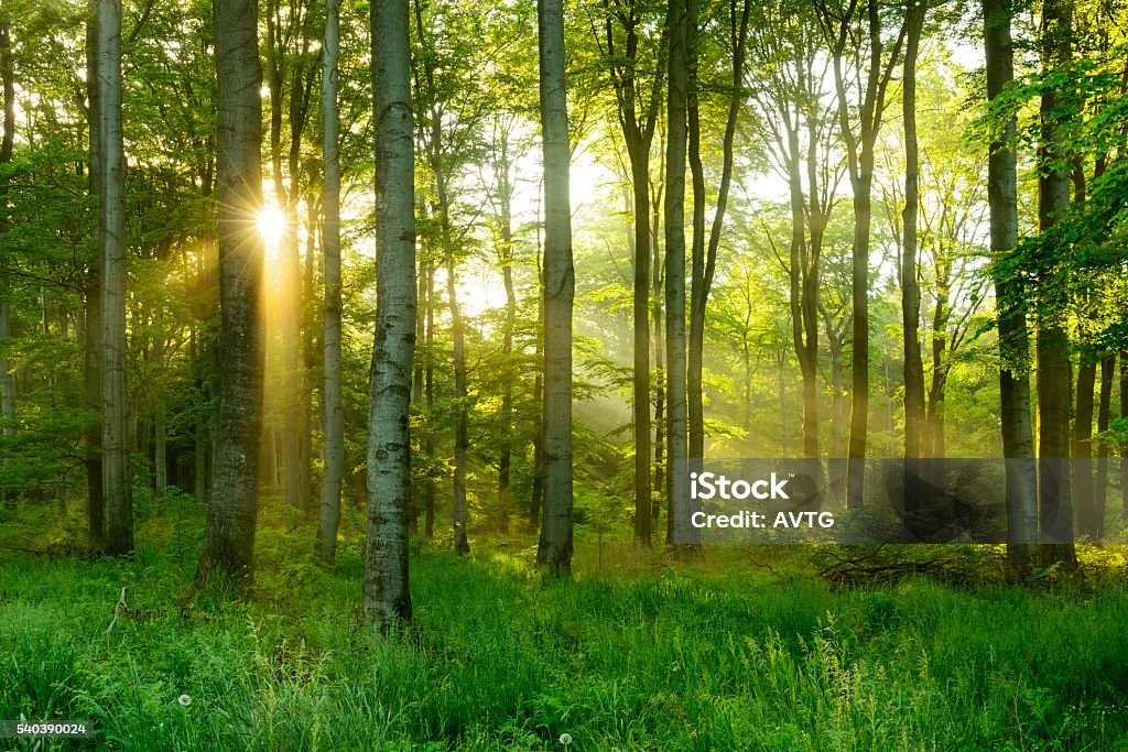 Green Natural Beech Tree Forest illuminated by Sunbeams through Fog Green Natural Beech Tree Forest illuminated by Sunbeams through Trees Forest Stock Photo