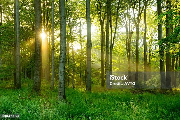 Green Natural Beech Tree Forest Illuminated By Sunbeams Through Fog Stock Photo - Download Image Now
