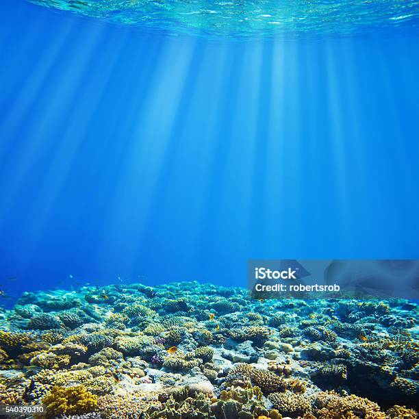 Reef Stock Photo - Download Image Now - Coral - Cnidarian, Fish Tank, Aquarium