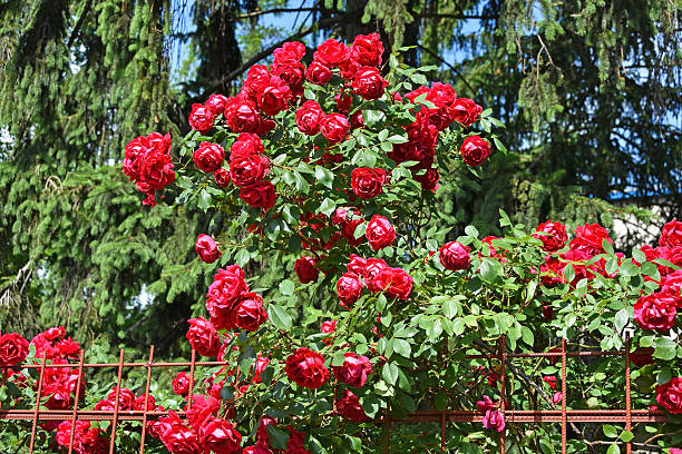 Red roses next to a metal fence in the garden