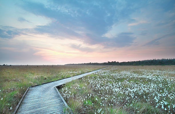 istock wooden path on swamp at sundown 540390756