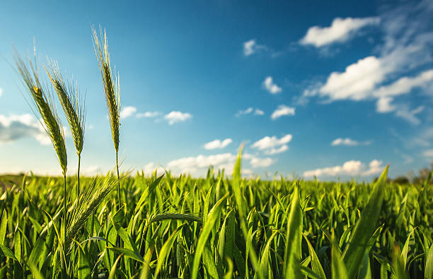 istock Green wheat field and sunny day 540391178