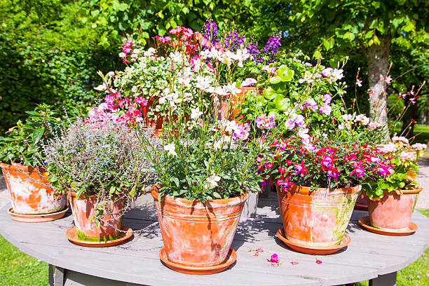 istock Vintage flower pots with flowers 540391706
