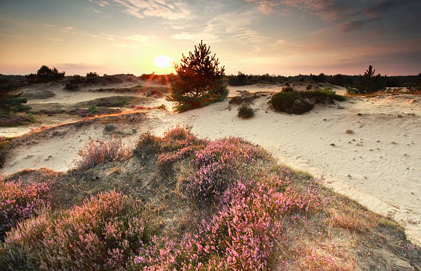 istock sunshine over dunes with flowering heather 540391820