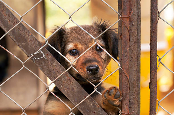 Lonely dog puppy Lonely dog puppy looking behind a fence sad dog shelter stock pictures, royalty-free photos & images