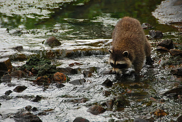 istock Raccoon is walking true a stream. 540392650