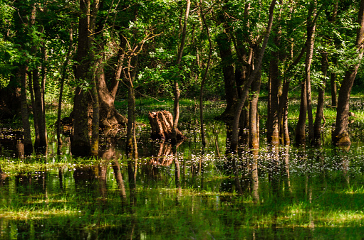 Along the southern shores of the Black Sea, the Kızılırmak Delta is the largest and the best preserved wetlands ecosystemAlong the southern shores of the Black Sea, the Kızılırmak Delta is the largest and the best preserved wetlands ecosystem